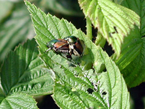 Two japanese beetles mating on a raspberry leaf. Leaf appears chewed with multiple holes torn in tissue.