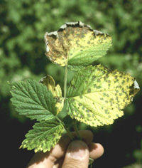 Raspberry leaf with white-yellow discoloration on leaves. Discoloration covers entire upper portion of leaves evenly, but leaves are green at the base. There are brown, dry spots present on yellow-discolored leaf sections. One leaf tip and outer margin is entirely dry and brown before transitioning to yellow tissue with brown spots. 