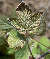 Raspberry leaf with numerous spherical spots that are white around edges and brown in the center. Spots are uniform in size and appear to alter the surface texture of the leaf.