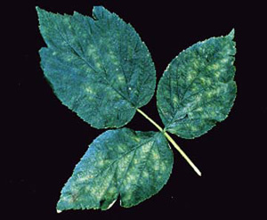 Single leaf on black background. Leaf appears dry and curled. Bleached sections on inner-leaf tissue are contrasted by dark green veins.