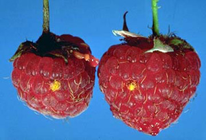 Two raspberry fruit side-by-side with single bright orange drupelet.