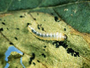 A white larva on a leaf surface surrounded by pieces of black, pill-shaped frass. Larva looks similar to a maggot, with angular junctions between body segments and a black, triangular head. The larval body is translucent and a black stripe of frass is visible inside of its body.