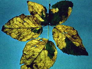 Backlit raspberry leaf with large swaths of translucent tissue. Translucent tissue is irregularly spread across the bunch of leaves. Damage is rarely evenly distributed across the central vein.