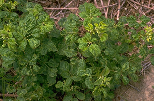 Raspberry plant with downward-cupped, crinkled leaves. Leaves have some yellowing on leaf margins and beside veins.
