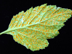 Raspberry leaf placed with underside facing upwards. Underside is covered in small, raised orange bumps. Bumps do not show up on vein tissue.