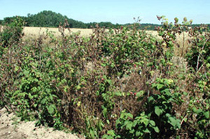 Raspberry planting with alternating patches of green, fruiting canes and brown, dead canes.