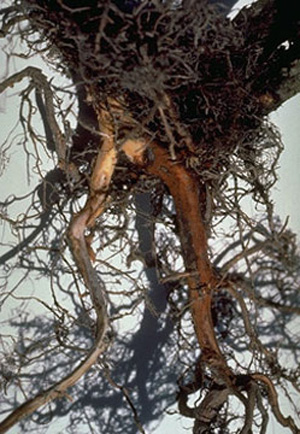 Close-up of raspberry root ball. The thickest, central roots have the skin scraped off of towards the top of the root mass. The peeled area has a pale, beige patch at the top, that sharply transitions to woody brown. 