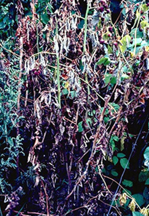 Close-up of raspberry planting with green stalks and wilted, brown leaves. Few green leaves remain, most of the foliage along the length of the stalk looks brown and droopy. 