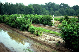Raspberry planting with large pools of water in-between rows where soil is below water line. Most raspberry plants in row are healthy, but a large gap exists in a row where plants appear to be missing. The gap is bordered by a shrunken or dwarfed raspberry plant. 