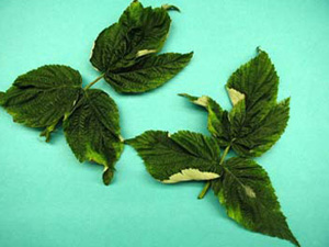 Raspberry leaves that are slightly crinkled along veins. There are small, yellow patches on leaves with smooth transition back to healthy green color. 