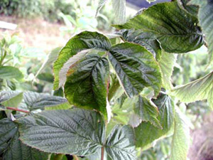 Raspberry leaves with crinkling along central veins. Crinkling gives leaves a pinched appearance. Margins of leaves are pale and yellowish.