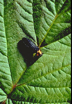 Beetle on leaf. Beetle has elongated black abdomen with vertical ridges. Beetle head is rust-colored with a flattened front. Beetle is approximately as long as one penny, but more narrow in shape. 