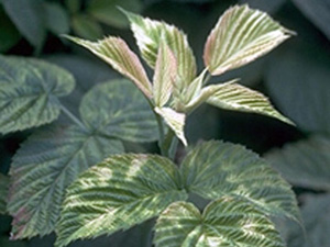 Raspberry leaf with white discoloration. White color appears as random splotches on leaf with veins and interveinal tissue equally bleached. A pair of emerging leaves is very pale in color with a little bit of pink color on outer leaf margins. Veins of new leaves are green. 
