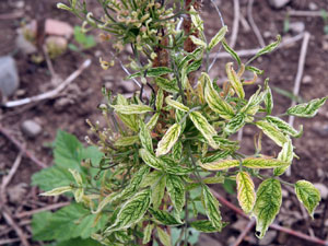 Stunted raspberry plant with malformed and discolored leaves. Leaves are yellow with pink margins and green veins. Leaves are curled upwards and appear shrunken. 