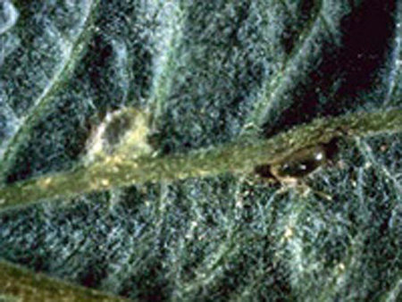 Microscopic image of raspberry leaf underside. Two eggs are attached beside the vein. Eggs are translucent, and golden-green in color. 