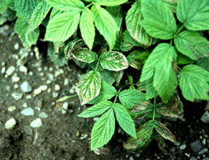 Raspberry leaf with stark tan disoloration on interveinal tissue. Discolored tissue appears dry and necrotic.