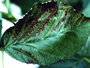 Raspberry leaf with lines of necrotic tissue traveling parallel to veins. Leaf margins are necrotic. Necrotic tissue is dark brown.