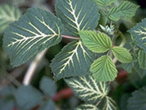Raspberry leaves with stark white discoloration on central vein. Central vein is bleached, and veins branching off central vein are also white. Smallest veins are green.
