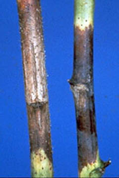 Close-up of two raspberry canes. Cane on left is green at bottom of image, and remaining cane is dark brown and appears dry. Cane on right is green at top and bottom, with a dark purple disoloration in central portion. Discolored area has an uneven border with slightly scalloped edge. 