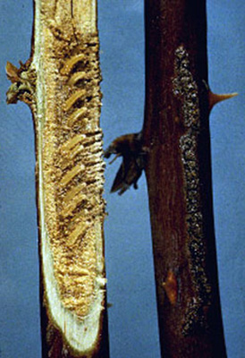 Raspberry cane cut in half vertically. Halves are arranged to display the bark-side and the inner-wood side of the same branch. The inner-wood side has 18 straight penetrations that travel across the bark and into the central pith. The penetrations lead to small, yellowish larva that are dwelling inside of the inner wood. The bark-side of the wood has a vertical stripe of cracked and crumbly bark that appears to be marked with little holes. 