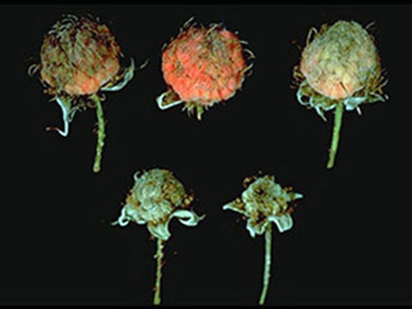 Five raspberry fruit, with stem attached, in varying stages of ripeness on black background. Riper fruit have brown discoloration on the drupelet surface, and discoloration is most prominent at the fruit tip. White fruit has greenish scarring on drupelet surface. Green fruit have brown discoloration scattered randomly across drupelets. 