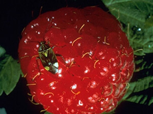 Ripe raspberry with an insect sitting on drupelets. Insect is mostly brown, with a trapezoid-shaped body. The abdomen has three golden-yellow triangle-shaped marks, two near the base of the wings, and one at the junction of the thorax and the abdomen. Insect has a small head and L-shaped brown antenna. 