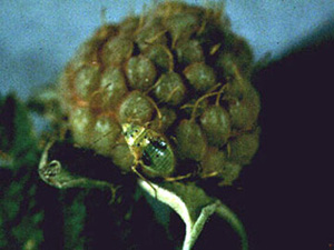 Unripe raspberry with an insect sitting on drupelets. Insect resembles a stinkbug nymph, with an obovoid body attached to a triangular head. Insect is mostly green, but has two black sections on its back where wings might be. Insect has small, black, circular eyes. Insect is the size of 3 raspberry drupelets.