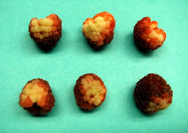 Six raspberry fruit with clusters of white drupelets. White drupelets are grouped together, and neighboring drupelets are pale pink. Healthy drupelets are dark red. Between 3 and 30 drupelets are entirely bleached, per fruit. 
