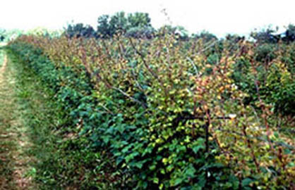 Raspberry planting with healthy leaves on lower sections of canes. Upper halves of canes either have yellow foliage, or are entirely bare.