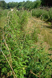 Raspberry planting with combination of healthy, leafed-out canes and defoliated, bare canes. 