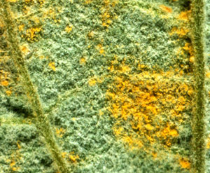 Microscopic view of leaf underside. Orange spores are spread over green leaf tissue.