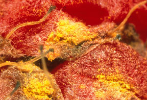 Close-up of raspberry drupelets wrinkling and giving way to powdery, orange fungal spores. Tissue further down the drupelet has molded into brown slime. 