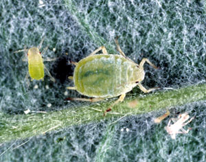 Mircoscopic image of mature, round-bodied aphid with black eyes. Aphid is shaped like a stinkbug. Immature aphid on left of image is pill-shaped and has red eyes.