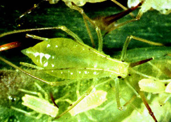 Close-up of green aphid viewed from above. Aphid has obovate body with small head and pointy bottom. Small, rectangular aphid nymphs are present around aphid adult. Aphids are bright yellow-green in color.