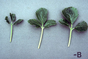 Strawberry leaves with reduced size and crinkles along leaf veins.