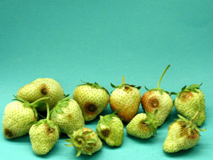 Unripe strawberry fruit, each marked with a circular brown spot of decay.