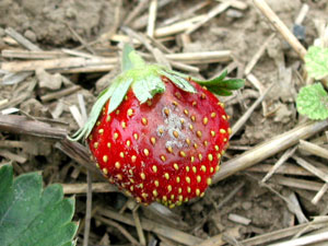 Ripe strawberry with rotted region. Rot is brown and wet-looking at borders, and center is gray and powdery in appearance.