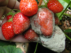 Cluster of ripe strawberries with two infected fruit. One fruit is totally obscured by mold. The other infected fruit has a wet and laminated appearance. Edges of fruit are densely moldy while center appears to be covered by thin layer of mold.