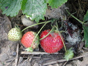 Three ripening strawberries in field beside a heavily molded berry. Moldy berry is no longer attached to plant and has white appearance.