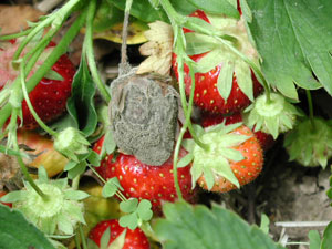 Cluster of ripening strawberry fruit. All fruit appear healthy except for one. The infected strawberry is no longer visible as gray, fuzzy, powdery mold covers entire fruit, calyx, and part of the stem.