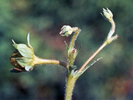 A cluster of four strawberry buds. The primary bloom is securely attached and a fruit is ripening. One secondary flower is clipped several millimeters below the bud base. The bud is still attached to the stem, but barely.