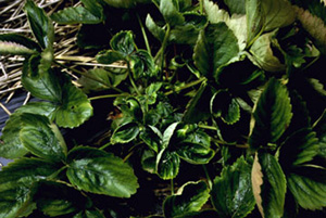 Severely curled and cupped strawberry leaves. Some yellow spotting can be seen on leaf edges. Cupping makes leaves crinkle upwards and downwards, somewhat resembling a human ear.