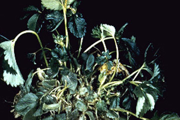 Strawberry plant on black background. Emerging leaves are wilted and petioles are curled. Mature leaves have bendy petioles and leaf segments are randomly curled inwards.