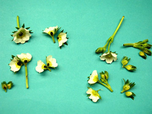 Dissected strawberry flowers showing frost-damaged blooms with black, dead ovaries on the left, and healthy, yellow-green ovaries on the left.