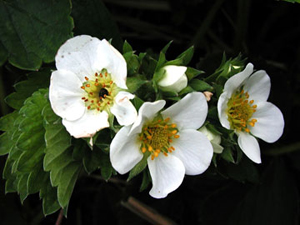 Three strawberry flowers attached to plant. Leftmost flower has black center, middle and left flowers are healthy and yellow in center.