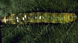 Long green-yellow larva. Body is straight, made up of 12 smooth-ridged segments in addition to an orange head. Segments 3 and 4 (from head) have two white oval dots on surface. Segment 6 has one white oval dot on curface.