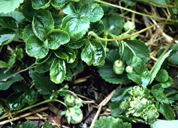 Strawberry plant with green, lumpy looking fruit. Swollen, green achenes and cupped sepals give fruit an unrecognizable appearance.