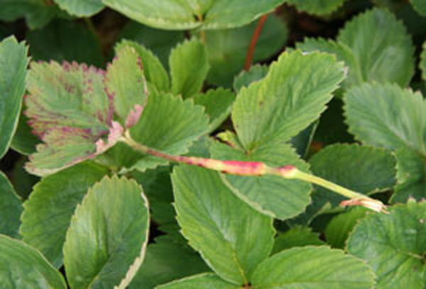 Strawberry leaf with swollen, red regions on petiole.