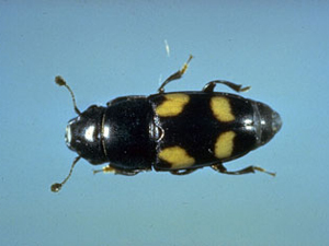 Beetle with short antenna slightly curved outwards. Antenna have bulbous tips. Beetle is mostly black but four large yellow spots are on abdomen, arranged in a square shape. Penultimate leg segment has yellow hairs, other leg segments black. 