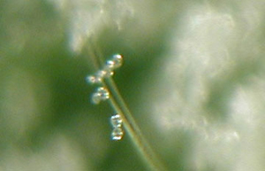 Microscopic image showing a green, sticklike rod with several white circles attached to it. The white circles resemble soap bubbles and are relatively uniform in size. 